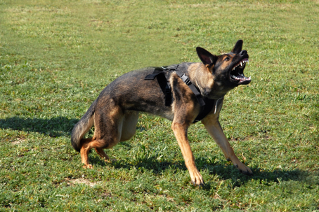 Child Bitten by Dog on Sherwood Dr in Delta, UT