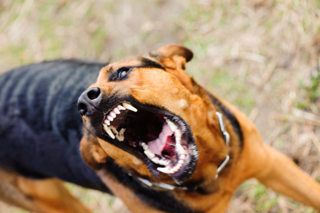 Person Bitten by Neighbor’s Dogs on E Main St
