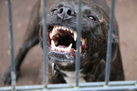 Woman Hurt by Pit Bull Bite on W 400 N