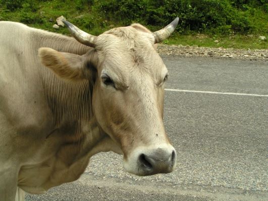 Cow on the road